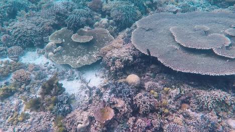 Wunderschönes-Tischkorallenriff-Und-Tropische-Meeresfische-Im-Korallendreieck.-Schnorcheln-Und-Tauchen-Auf-Einer-Abgelegenen-Tropischen-Insel