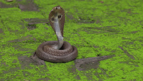 Dangerous-Indian-spectacled-Cobra-Coiled-and-hood-up-following-aggressive-on-green-ground