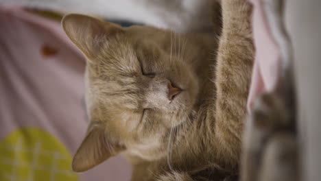 Vertikale-Nahaufnahme-Einer-Roten-Katze,-Die-Nach-Einem-Mittagsschlaf-Aufwacht