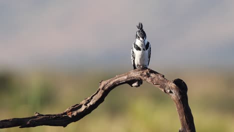 Dramatic-BW-Pied-Kingfisher-sits-on-branch-with-defocused-background