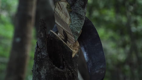 Indigenous-Vietnamese-man-chopping-a-small-tree-with-sickle
