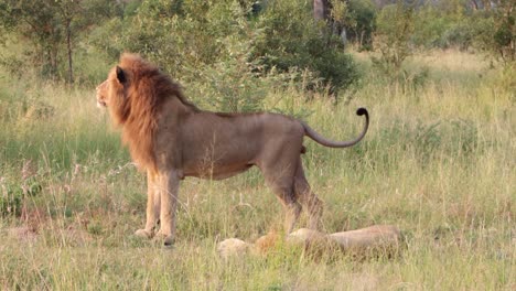 Ein-Großer-Männlicher-Afrikanischer-Löwe-Liegt-Im-Morgenlicht-Neben-Seiner-Gefährtin-Löwin