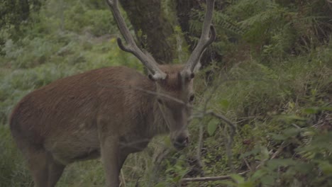 Ciervos-Con-Cuernos-Largos-Pastando-En-Los-Bosques-De-Escocia-Reino-Unido
