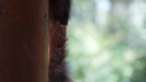 Spider-monkey-hanging-around-looking-at-camera-close-up