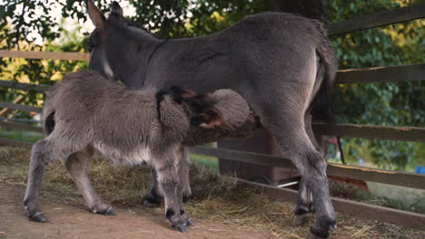 A-cute-little-newborn-miniature-mediterranean-donkey-with-a-fringe-standing-below-its-mother,-drinking-her-milk,-while-she-is-standing-next-to-a-farm-plank-fence,-whipping-her-tail,-static-4k-shot