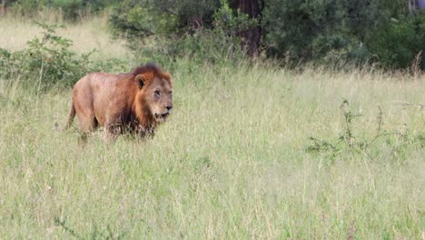 Male-African-Lion-walks-through-tall-grassy-meadow,-panning-shot