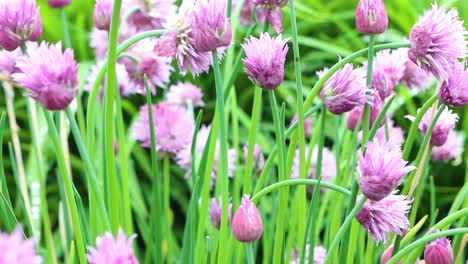 A-forest-of-garden-chives-ready-for-the-table
