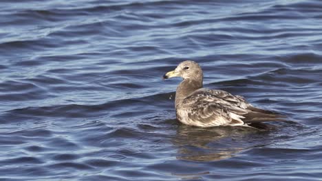 Juvenile-Olrogâ€™s-gull-in-water-dips-beak-and-flaps-wings,-close-view
