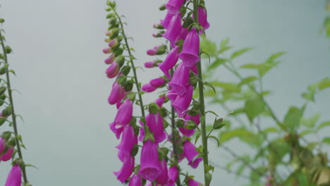 Bee-Collects-Nectar-On-Lovely-Flowers-Of-Foxglove