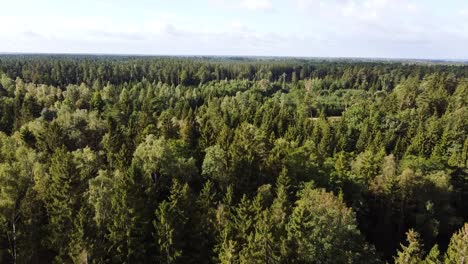 Drone-flight-over-green-and-vibrant-Lithuanian-forest