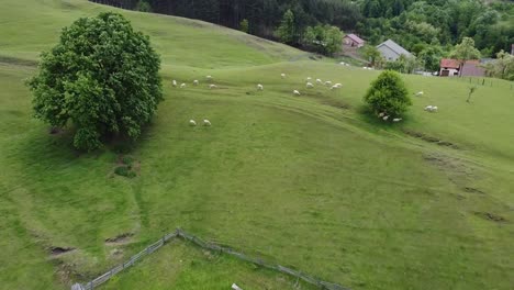 Schafe-Auf-Einem-Mit-Gras-Bedeckten-Hügel