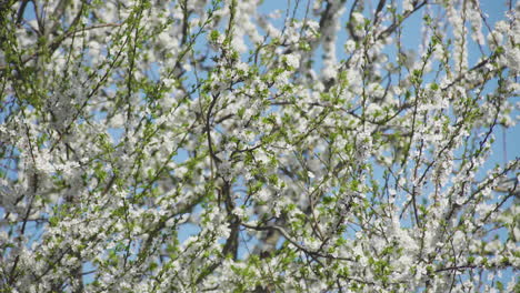 Weißer-Pflaumenblütenbaum-An-Sonnigem-Frühlingstag,-Mittlere-Aufnahme