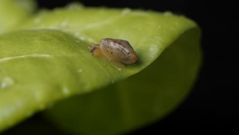 Macro-footage-of-small-snail-on-green-plant-in-professional-studio-with-black-background