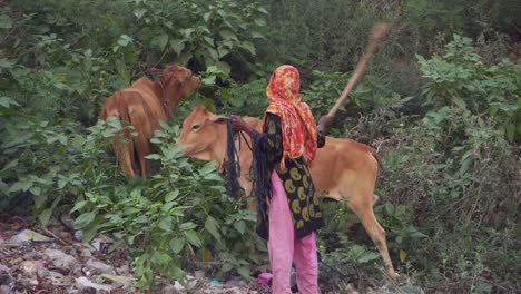 Woman-with-her-cattle