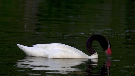 An-beautiful-black-necked-swan-sinking-its-head-under-water-searching-for-food-while-floating-on-a-pond