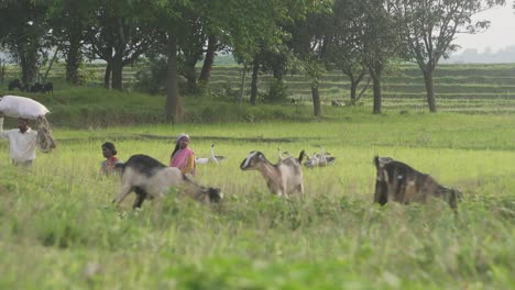Village-farmers-working-in-paddy-field-with-goats-and-ducks-around