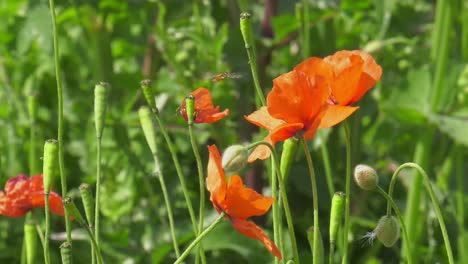 Hoverfly-hovering-around-poppy-flowers-in-a-meadow,-slowmo-macro