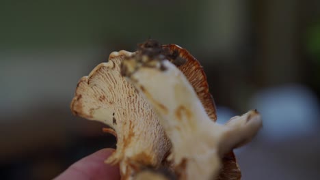 Close-up-of-Chanterelle-mushroom-in-hand