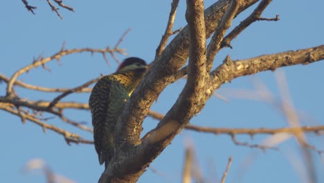 Low-angle-view-of-a-Golden-breasted-Woodpecker-perched-on-a-tree-branch-at-dusk