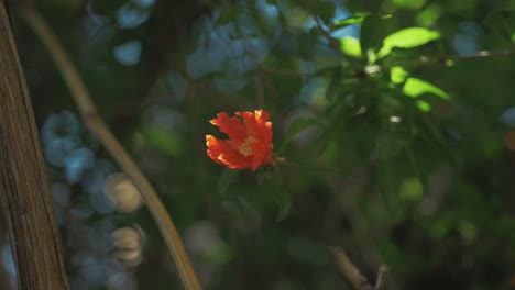 Pomegranate-red-flower-blooming-in-sunshine