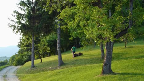 Man-mowing-green-lawn-between-fruit-trees-and-pines-with-small-red-lawnmower-at-dusk