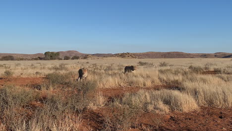 Two-Cheetahs-walk-across-African-dry-savanna-grassland-toward-camera