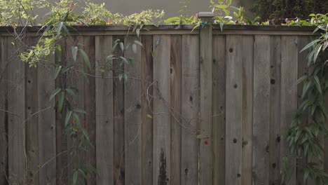 Wooden-fence-with-plants-draped-over-it