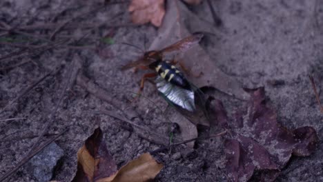 Sphecius-Speciosus-Hauling-its-Paralyzed-Prey-over-Sandy-Dirt-and-Leaves,-Close-Up