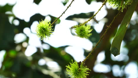 Close-up-shot-of-unripe-Lychees-hanging-from-tree