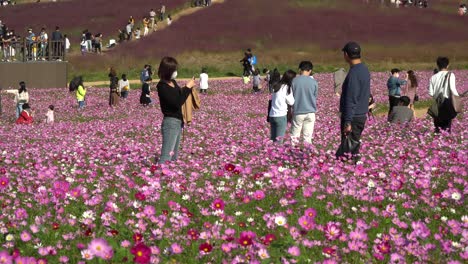 Cosmos-flower-field-in-Anseong-Farmland,-South-Korea