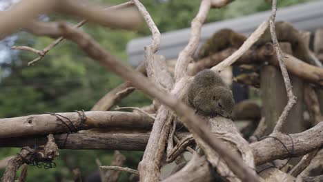 Japanische-Baumeichhörnchen-Sitzen-Auf-Ästen-Und-Schlafen