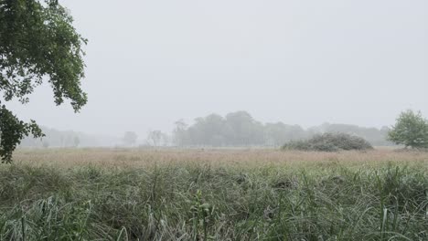 cold-wet-foggy-forest-landscape-pan-shot