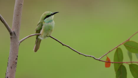 Juvenile-Small-green-bee-eater-sits-as-its-feathers-are-Blowing-in-the-wind-on-a-monsoon-morning