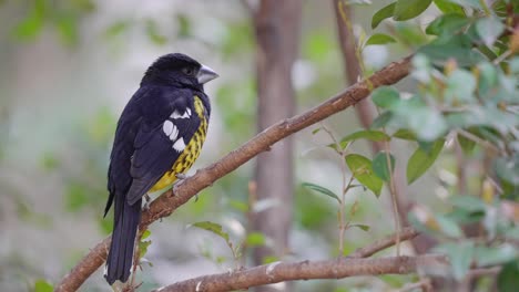 A-Black-backed-Grosbeak-Perched-on-a-Small-Branch-Surrounded-with-Woodland-Tree-Leaves-in-the-Background