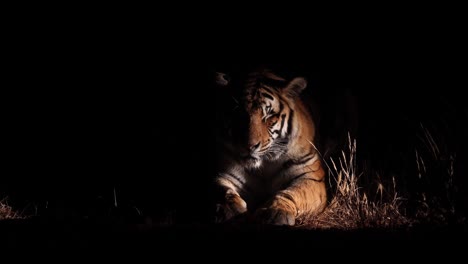 Dramatic-medium-close-Bengal-Tiger-at-night,-lit-from-side-by-torch