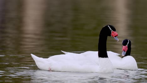 Black-necked-Swan-or-Cygnus-Melancoryphus-has-white-body-velvet-black-neck-and-head---Couple-swimming-on-natural-lake---Close-up