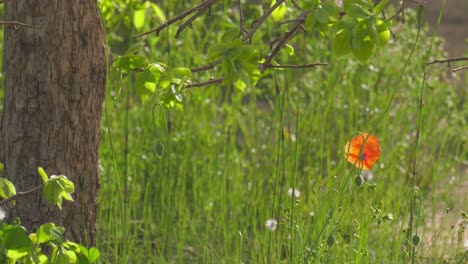Single-red-poppy-beneath-a-tree-in-a-sunlit-overgrown-mediterranean-garden