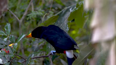 A-big-toco-toucan-resting-on-a-branch-surrounded-by-trees-grooming-itself-and-interacting-with-its-peers-in-nature