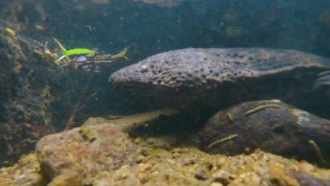 Japanese-Giant-Salamander-underwater-in-River-in-Tottori-Prefecture