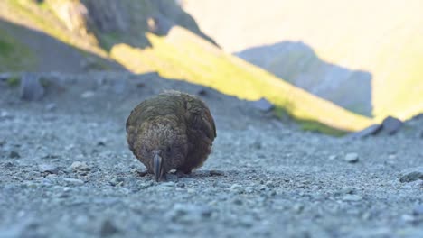 Neuseeland-Papagei,-Kea-Sucht-Etwas-Mit-Seinem-Schnabel-Im-Kies