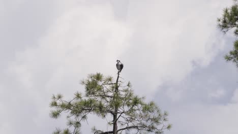 Fischadler-Beobachtet-Von-Einer-Baumkrone-Aus,-Wie-Weiße-Wolken-Vorbeiziehen
