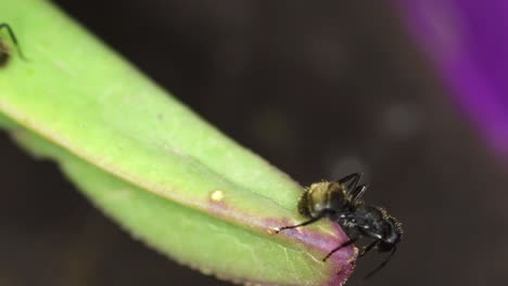Closeup-of-a-pair-of-black-ants-feeding-from-a-succulent-plant