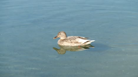 Female-Mallard-Duck-Floating-In-Clear-Water-Of-River-At-Summer