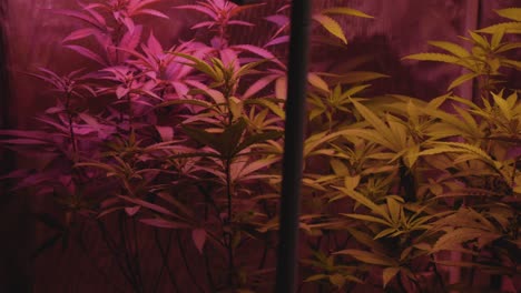 home-grow-marijuana-cannabis-blowing-in-fan-wind-inside-home-grow-tent-under-artificial-full-spectrum-LED-lighting-approach-digital-zoom-tracking-while-trucking-right