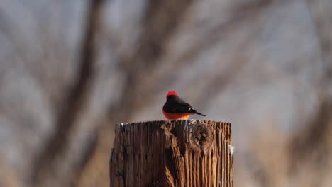 Vermillion-flycatcher-on-a-wooden-post-watching-carefully