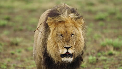 Ein-Erwachsener-Männlicher-Löwe,-Der-Auf-Grünem-Gras-Im-Zentralen-Kalahari-Wildreservat,-Botswana,-Läuft-–-Nahaufnahme