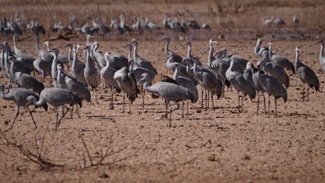 View-of-a-flock-of-sandhill-cranes-on-field-on-a-bright-sunny-day