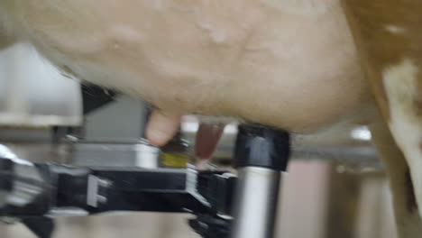 Automatic-Milking-Machine-With-Robotic-Arm-And-Sensor-Placing-Suction-Tubes-On-A-Cow's-Teats