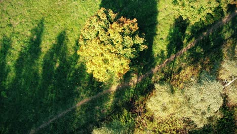 Luftaufnahme-Von-Oben-über-Eine-Gerade-Straße-Mit-Einem-Farbenfrohen-Landschaftsherbstwald