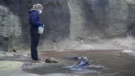 A-young-female-zookeeper-gives-tosses-fish-to-a-feeding-sea-otter-in-the-aquatic-enclosure-Enhydra-lutris